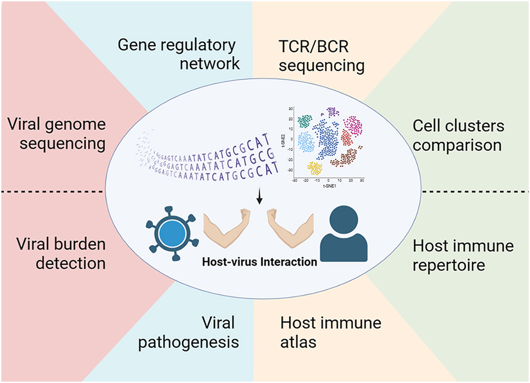 Single-cell RNA sequencing to understand host-virus interactions