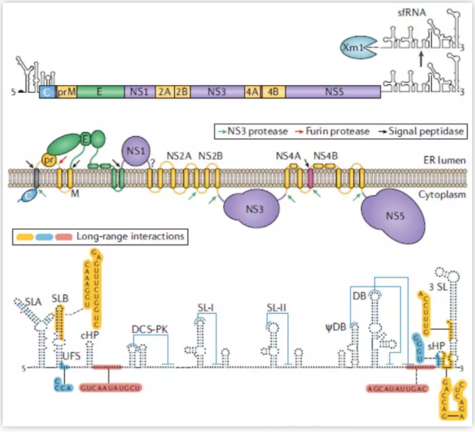 Nature Rev Microbiol | 我国学者深度解析寨卡病毒进化之谜