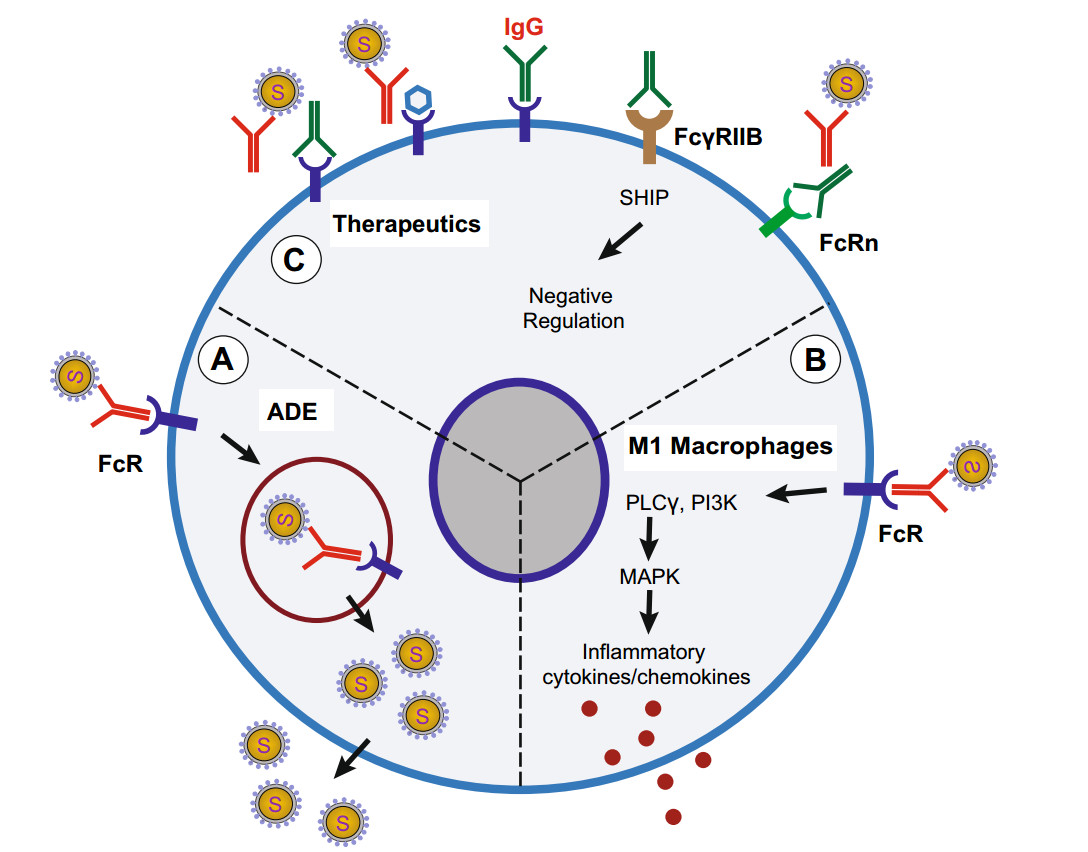 Understanding SARS-CoV-2-Mediated Inflammatory Responses: From Mechanisms  to Potential Therapeutic Tools