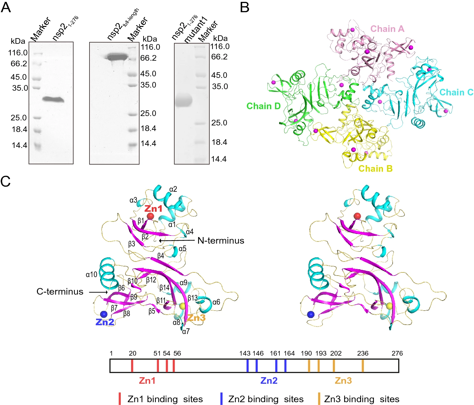 Structure and Function of N-Terminal Zinc Finger Domain of SARS-CoV-2 NSP2