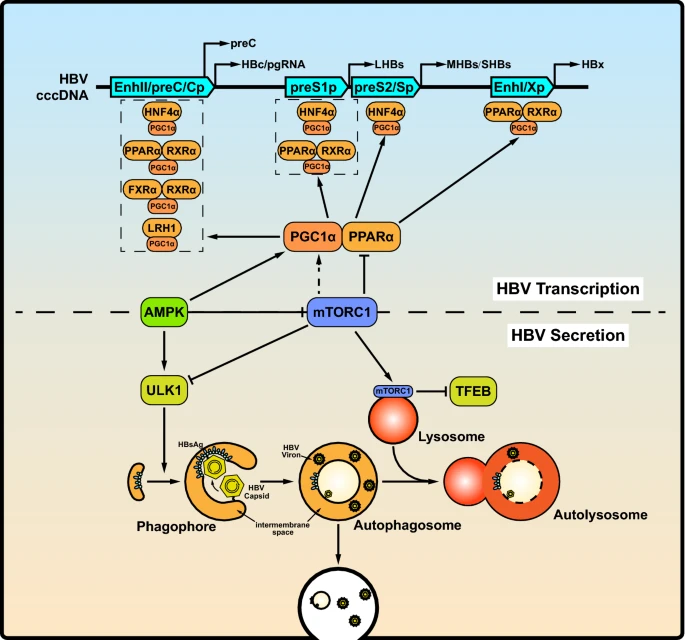 mTOR Signaling: The Interface Linking Cellular Metabolism and Hepatitis B Virus Replication