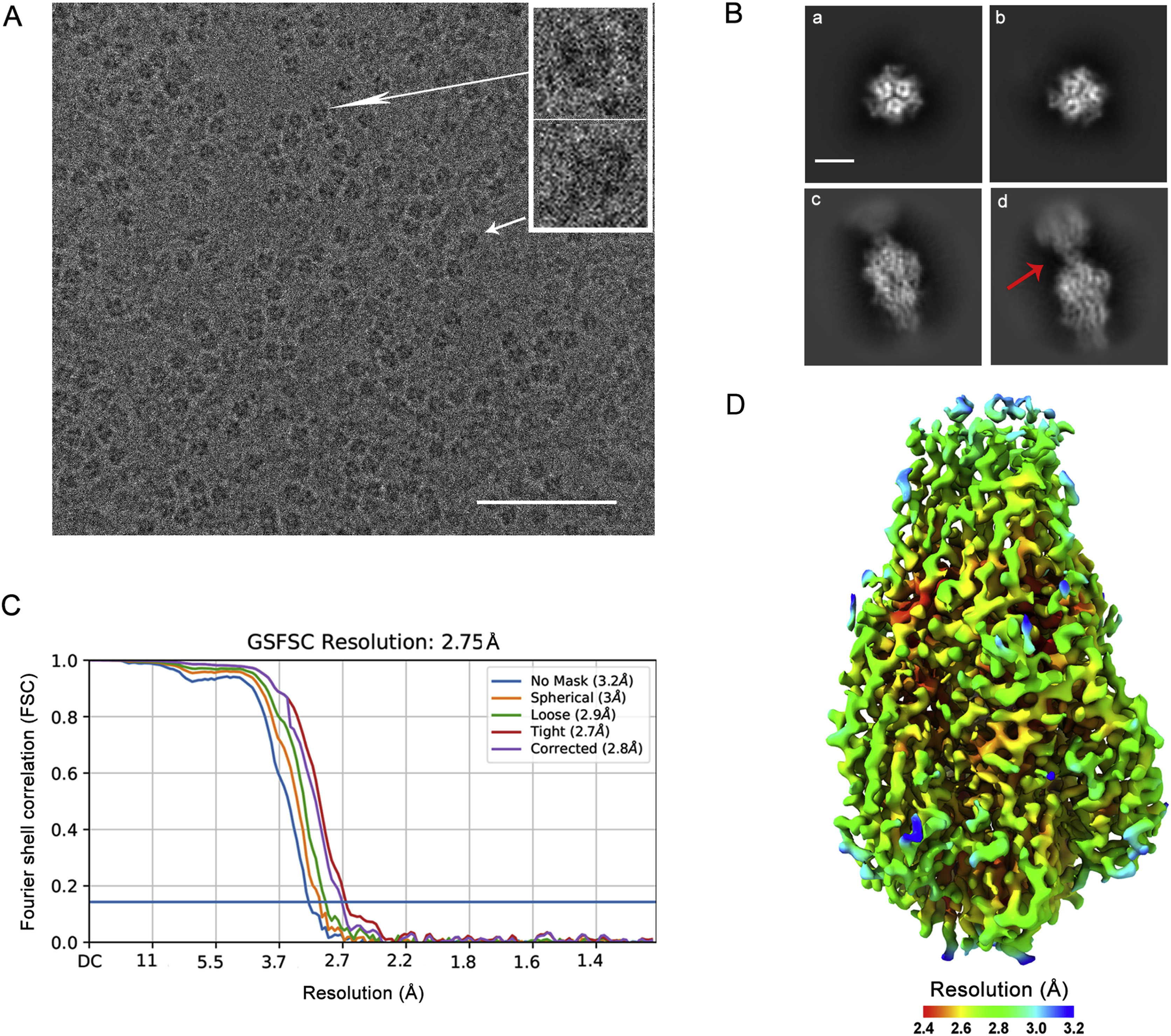 Cryo-EM structure of glycoprotein C from Crimean-Congo hemorrhagic fever virus