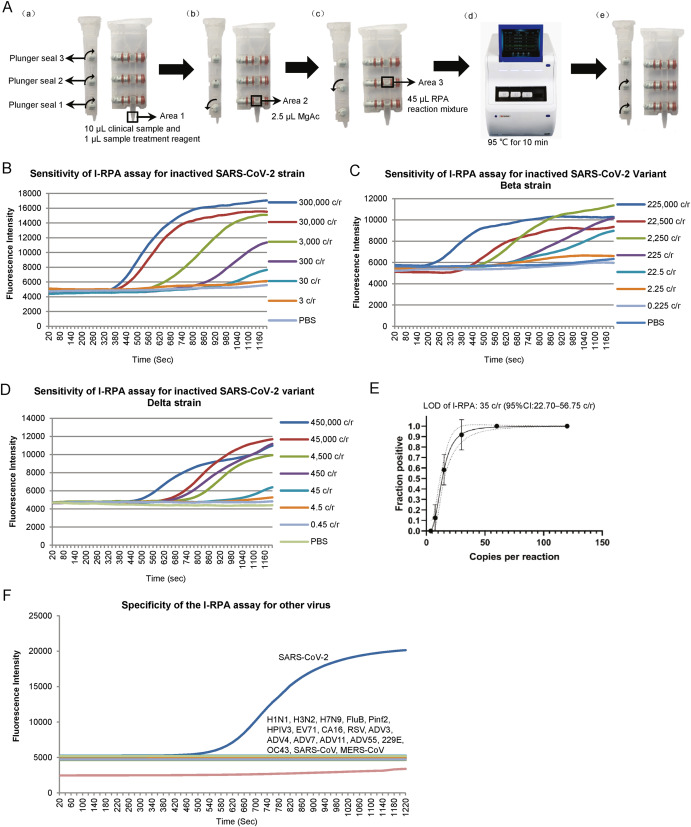An integrated rapid nucleic acid detection assay based on recombinant polymerase amplification for SARS-CoV-2