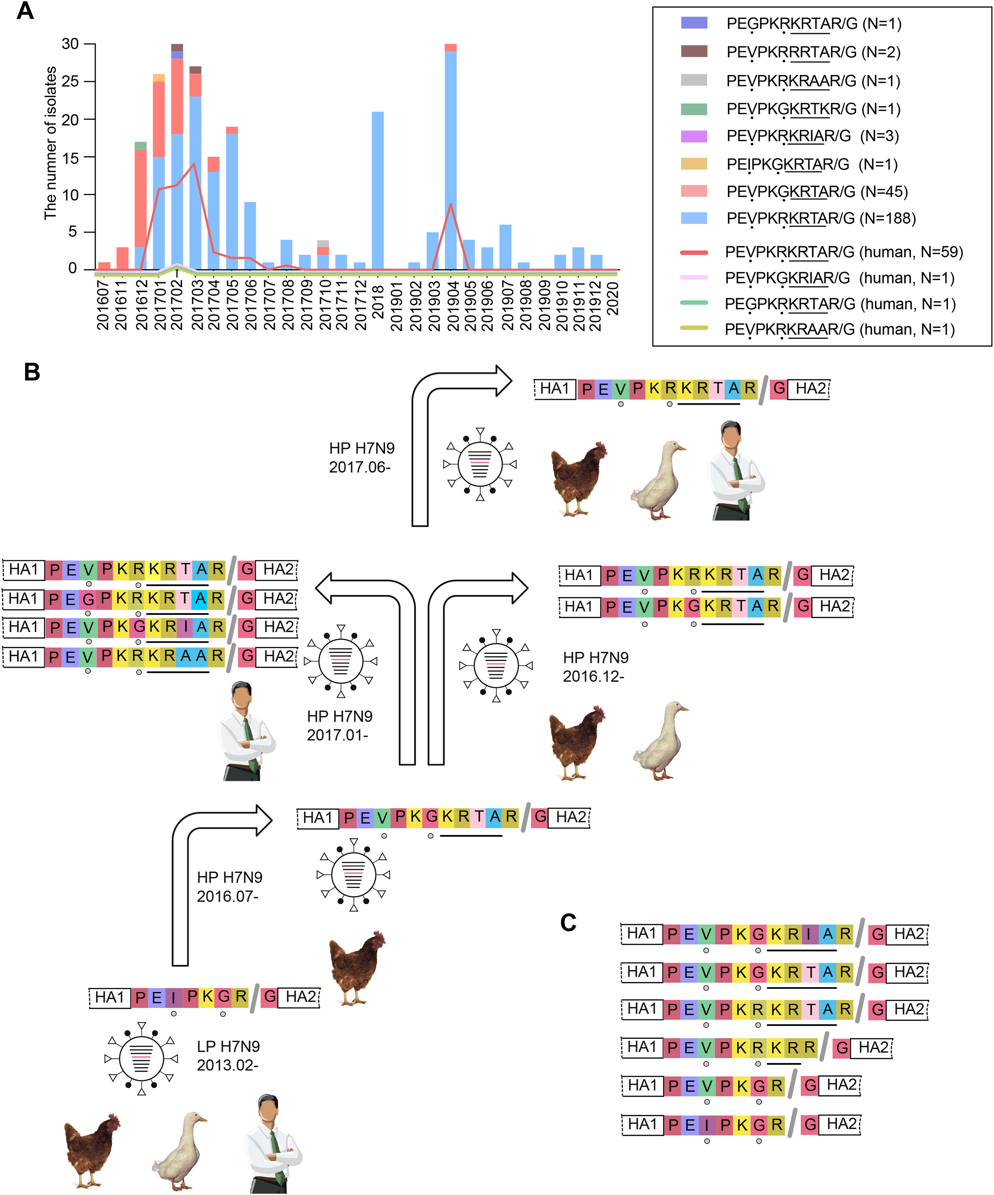 Combined insertion of basic and non-basic amino acids at hemagglutinin cleavage site of highly pathogenic H7N9 virus promotes replication and pathogenicity in chickens and mice