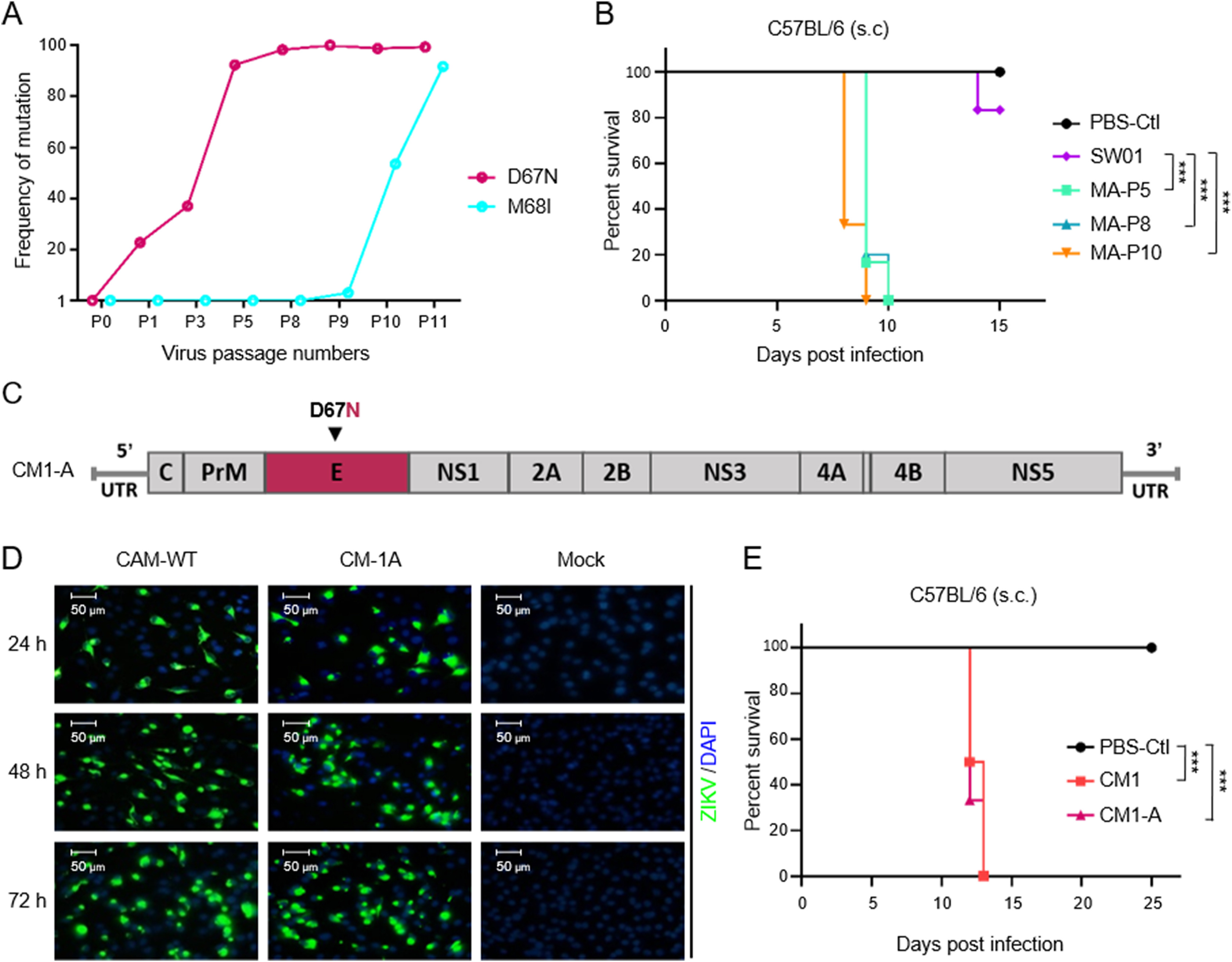 A single nonsynonymous mutation on ZIKV E protein-coding sequences leads to markedly increased neurovirulence <em>in vivo</em>