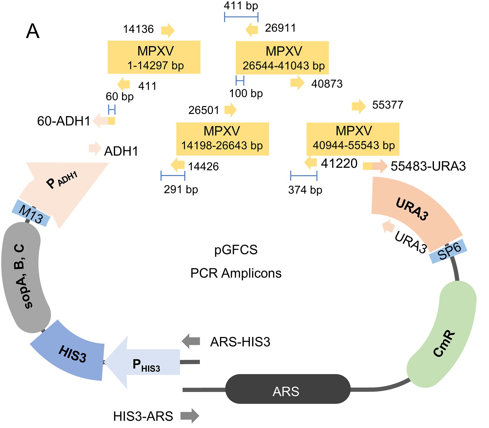 Efficient assembly of a large fragment of monkeypox virus genome as a qPCR template using dual-selection based transformation-associated recombination