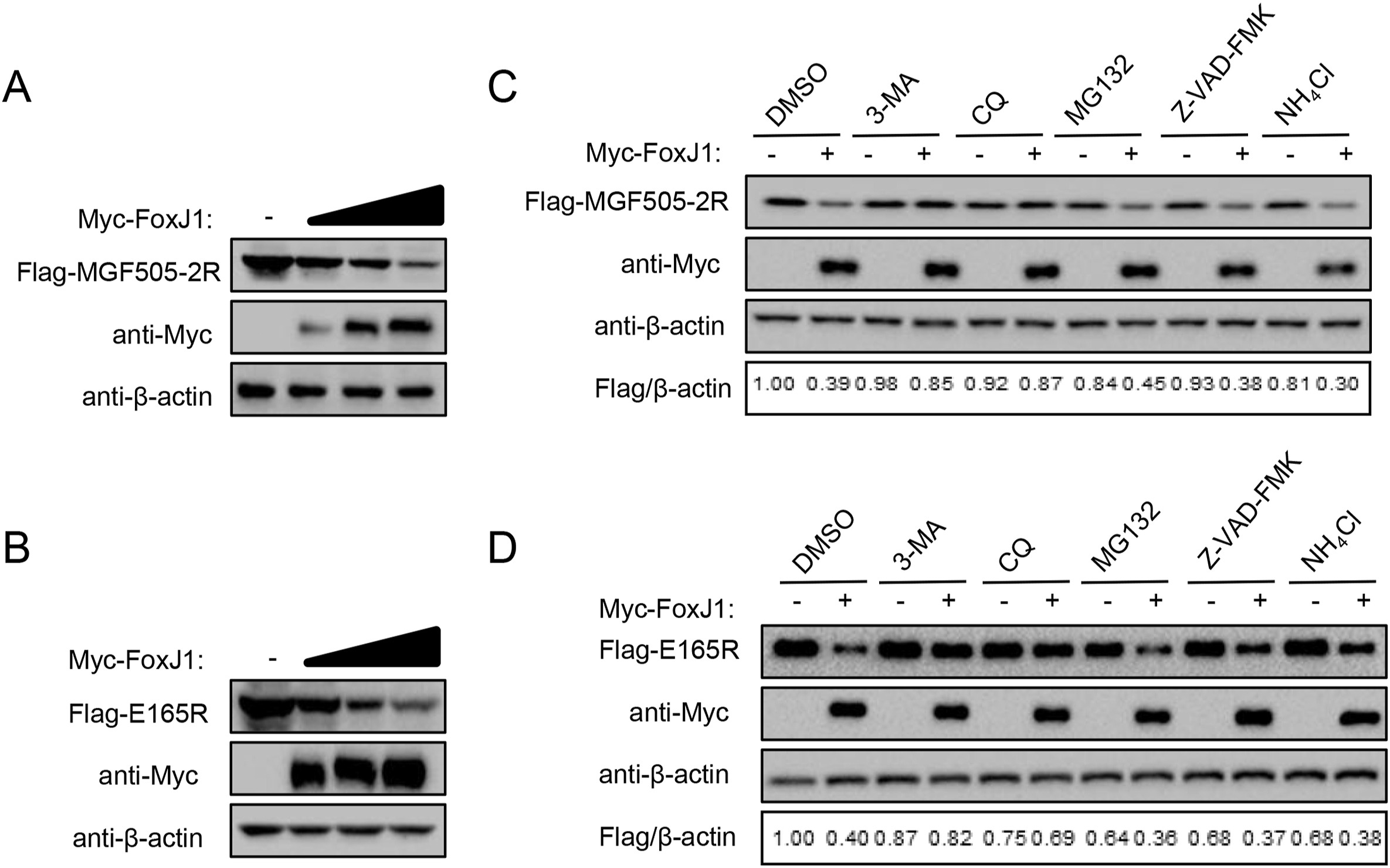 FoxJ1 inhibits African swine fever virus replication and viral S273R protein decreases the expression of FoxJ1 to impair its antiviral effect