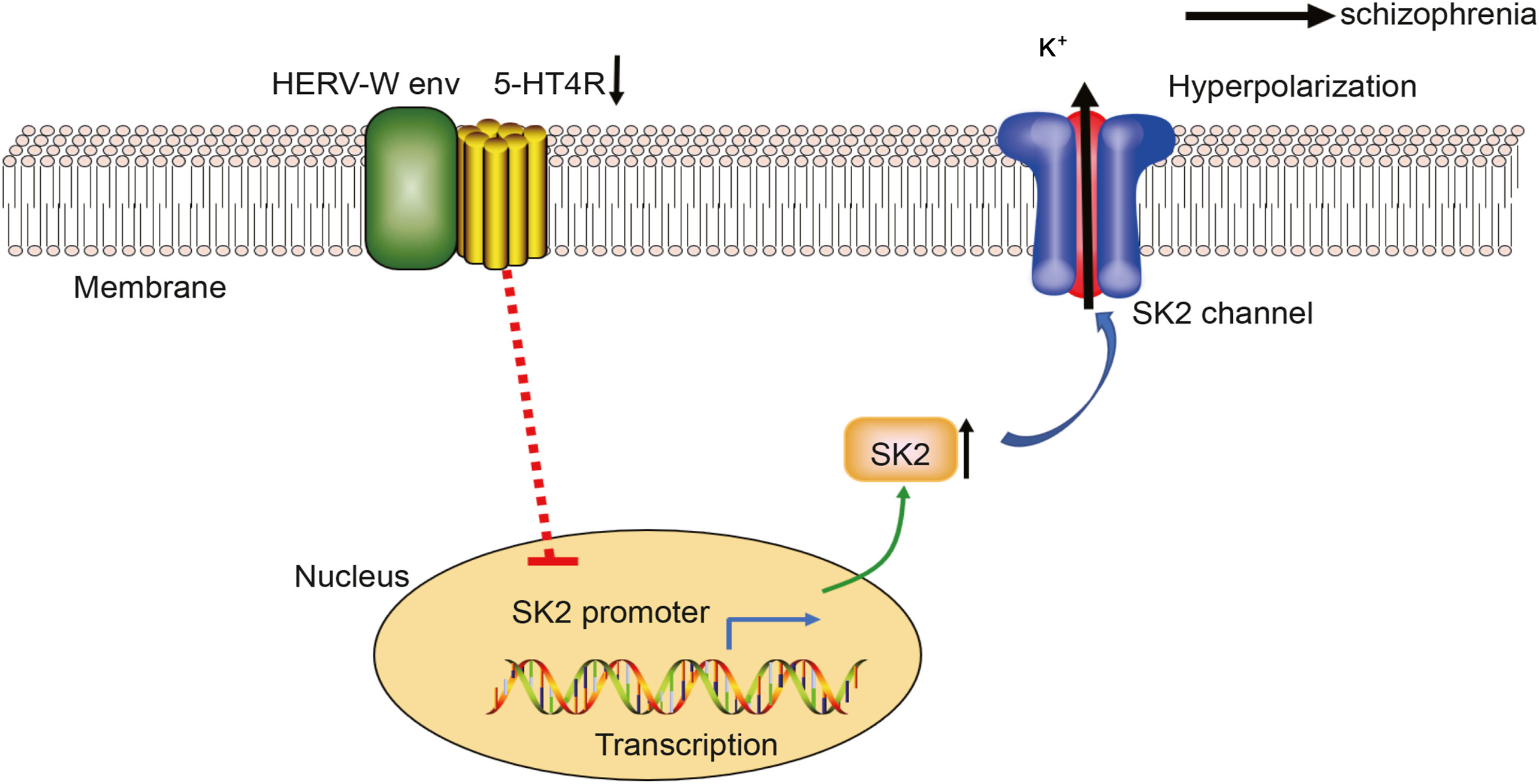 Domesticated HERV-W env contributes to the activation of the small conductance Ca<sup>2+</sup>-activated K<sup>+</sup> type 2 channels via decreased 5-HT4 receptor in recent-onset schizophrenia