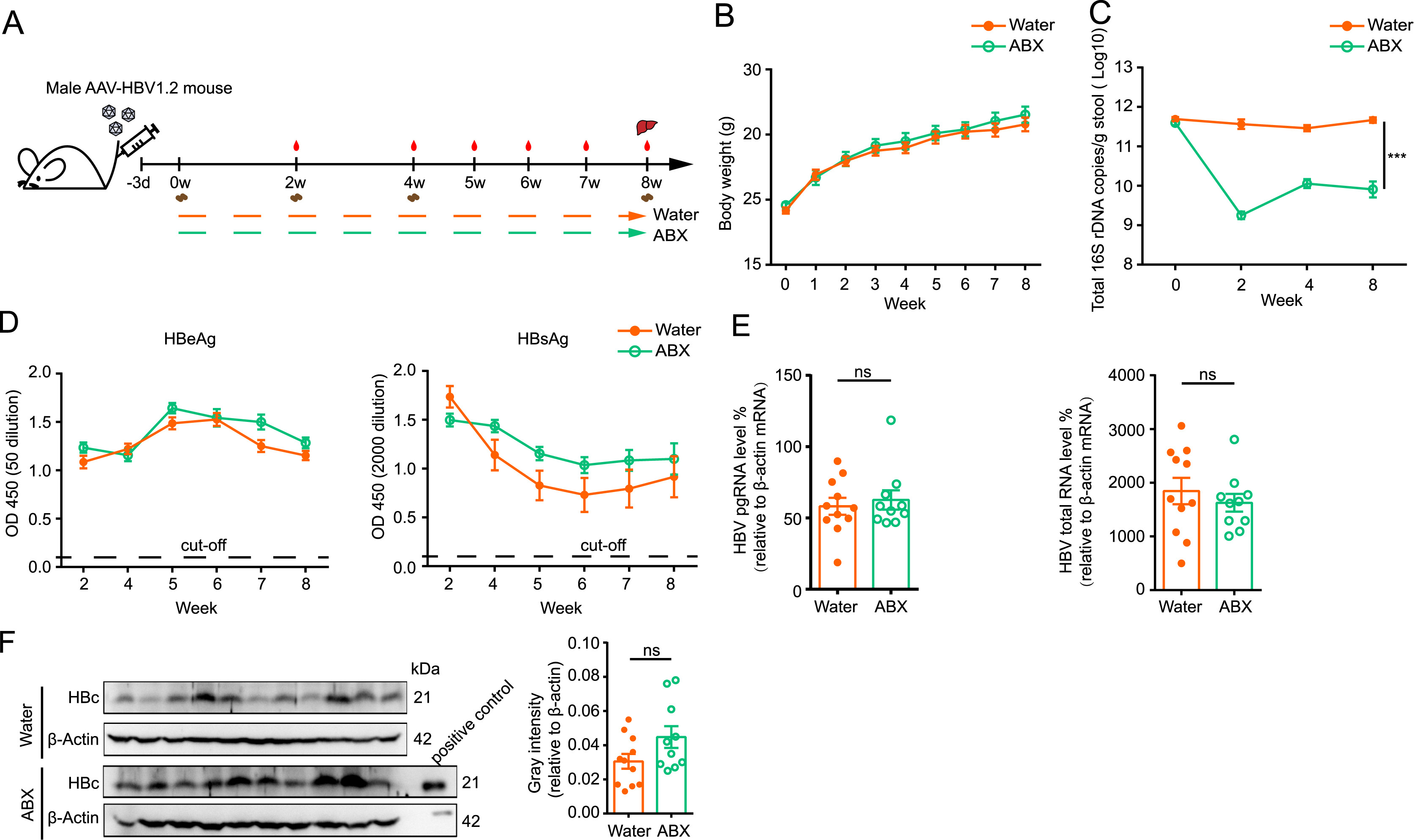 Antibiotic-induced gut bacteria depletion has no effect on HBV replication in HBV immune tolerance mouse model