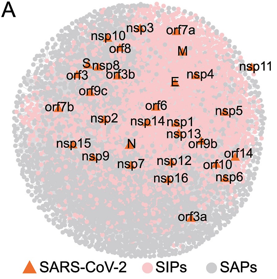 Integrated interactome and transcriptome analysis reveals key host factors critical for SARS-CoV-2 infection