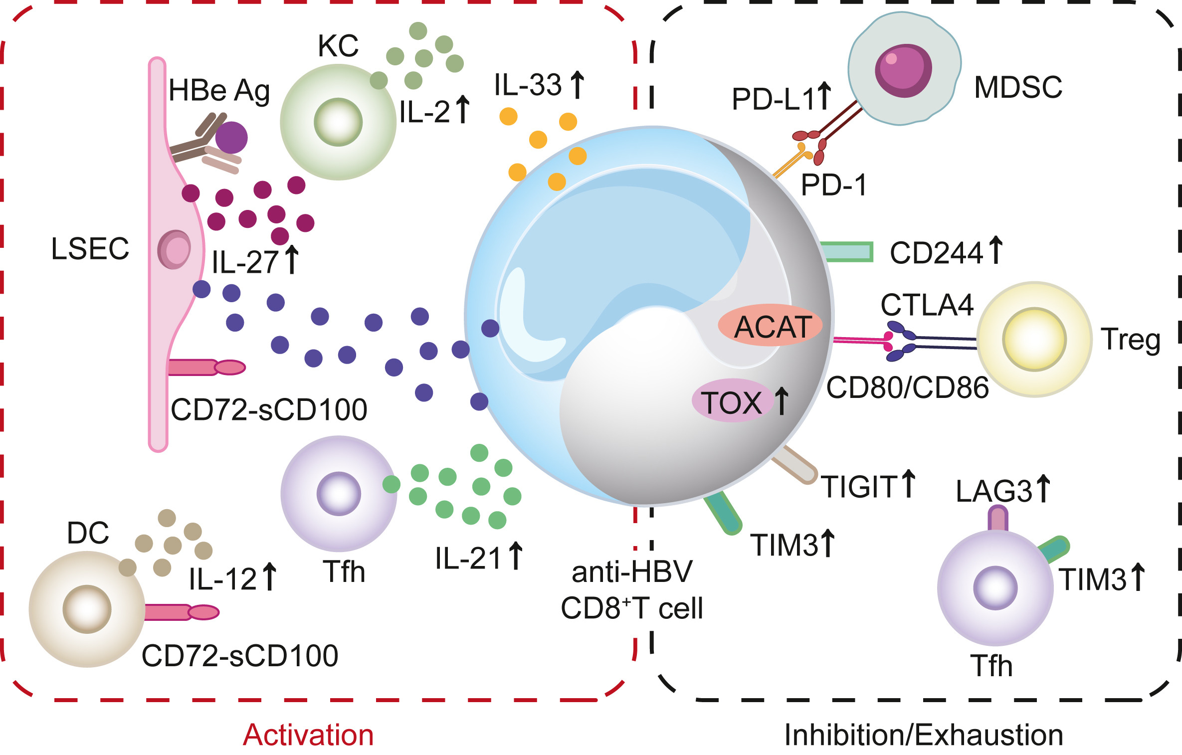 Recent advances in understanding T cell activation and exhaustion during HBV infection