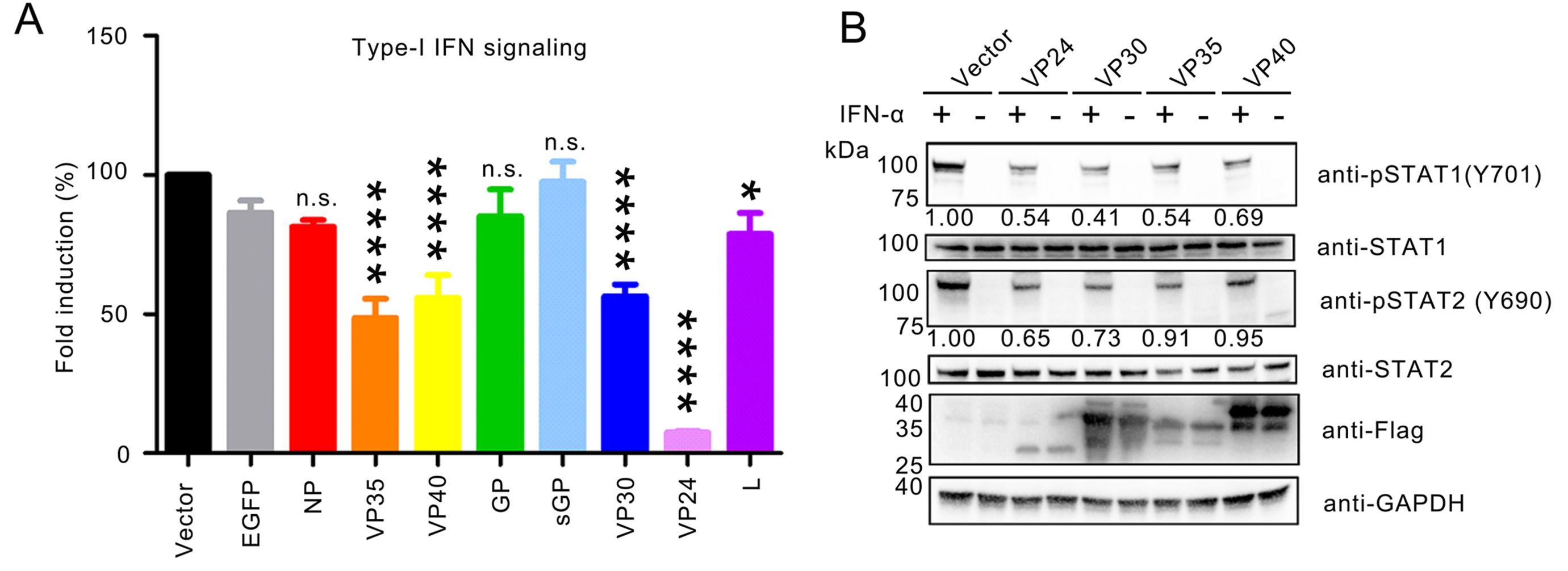 Ebola virus VP35 perturbs type I interferon signaling to facilitate viral replication