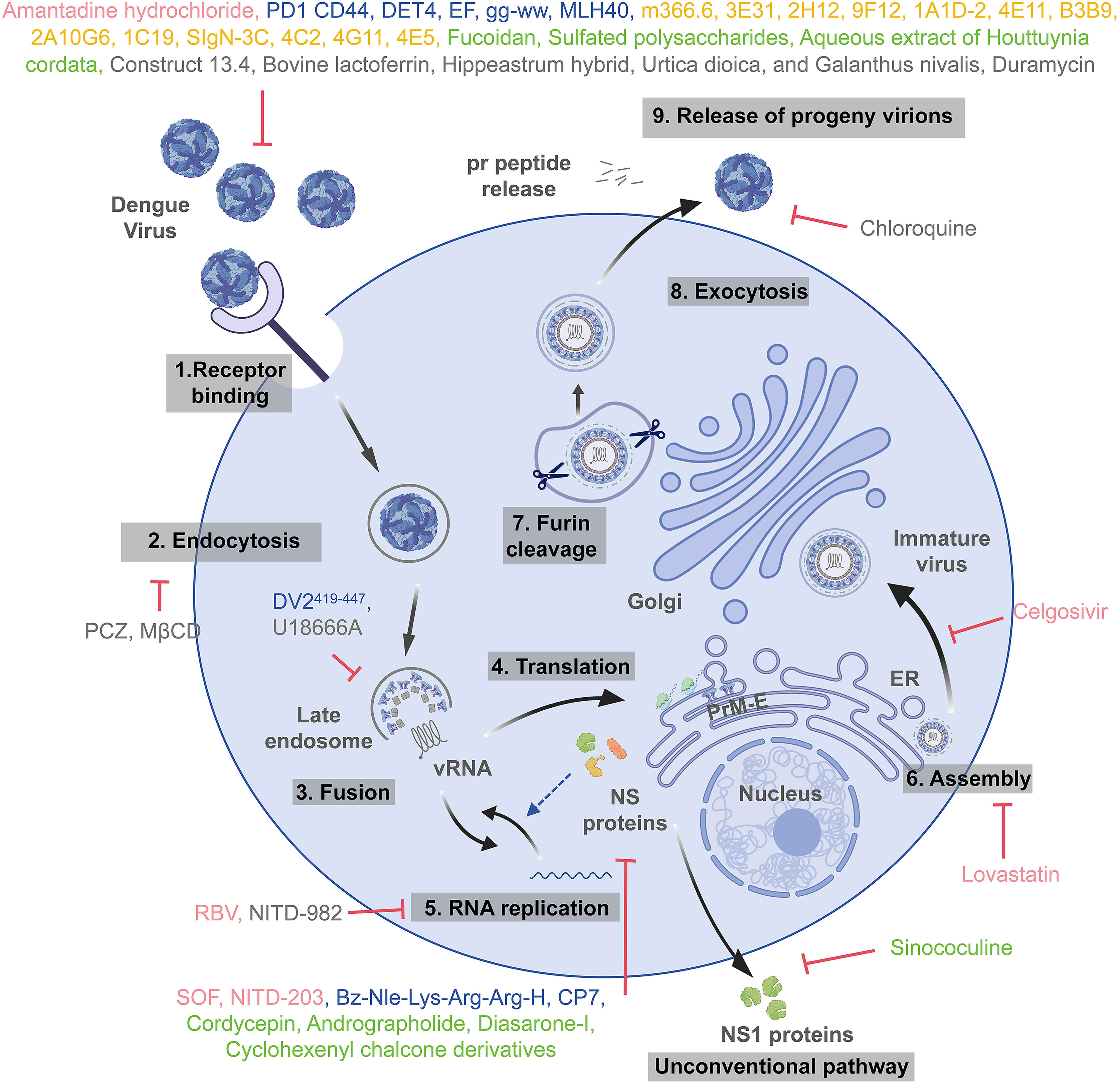 Antiviral agents for dengue virus
